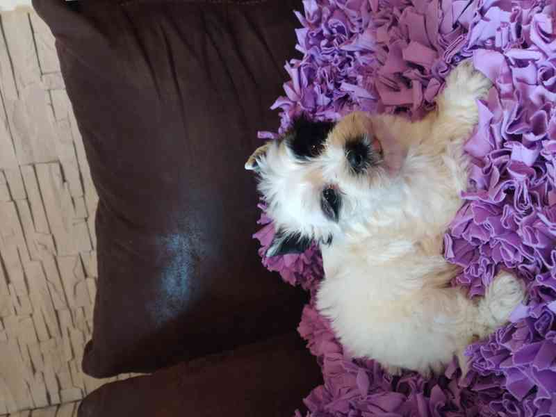 Jorkšírský biewer teriér bez PP, - foto 3