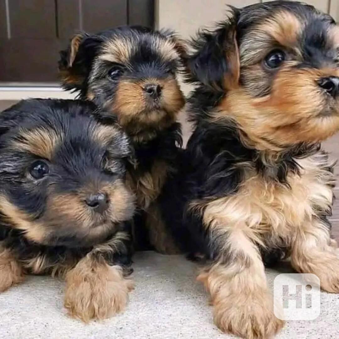 🧸 Rozkošná štěňátka yorkshirského terieru - foto 1