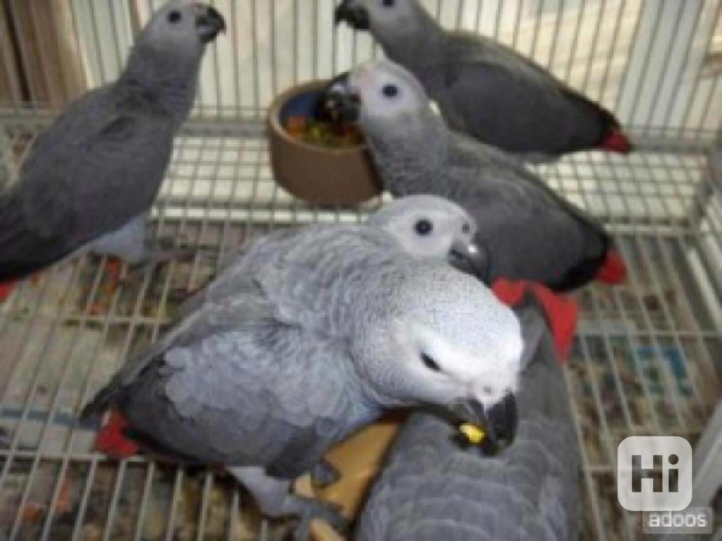 Papoušci šedí - foto 1