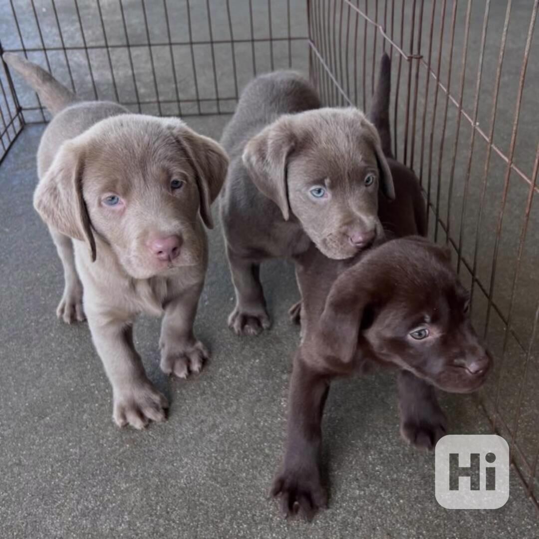 Labradorský retrívr.. - foto 1