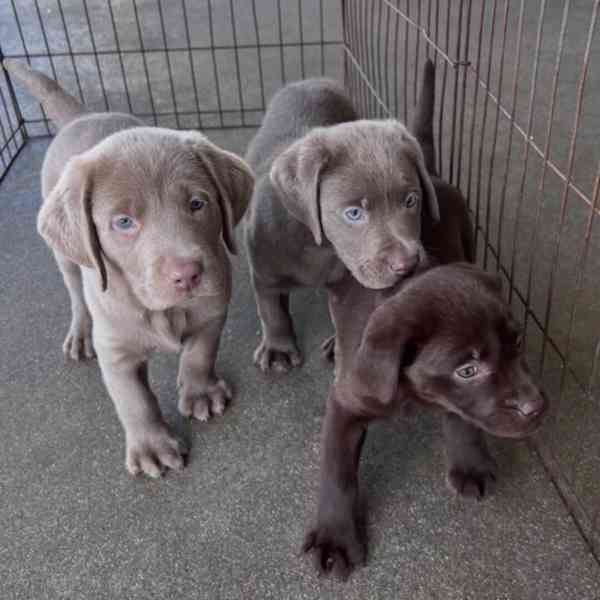 Labradorský retrívr.. - foto 1