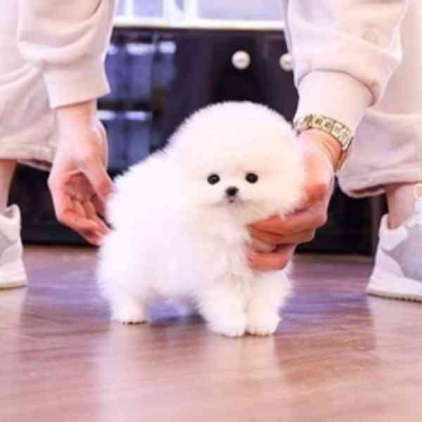 Zdravá štěňata mini pomeranianů - foto 3
