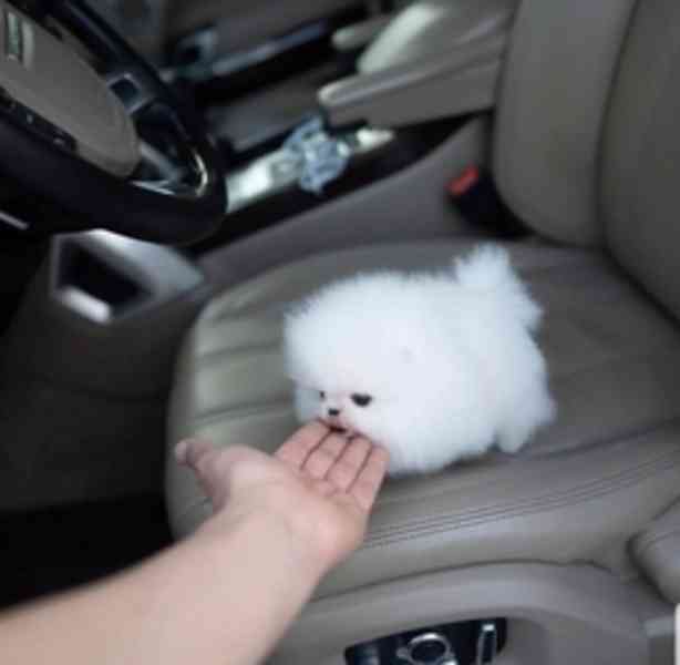 Zdravá štěňata mini pomeranianů - foto 2