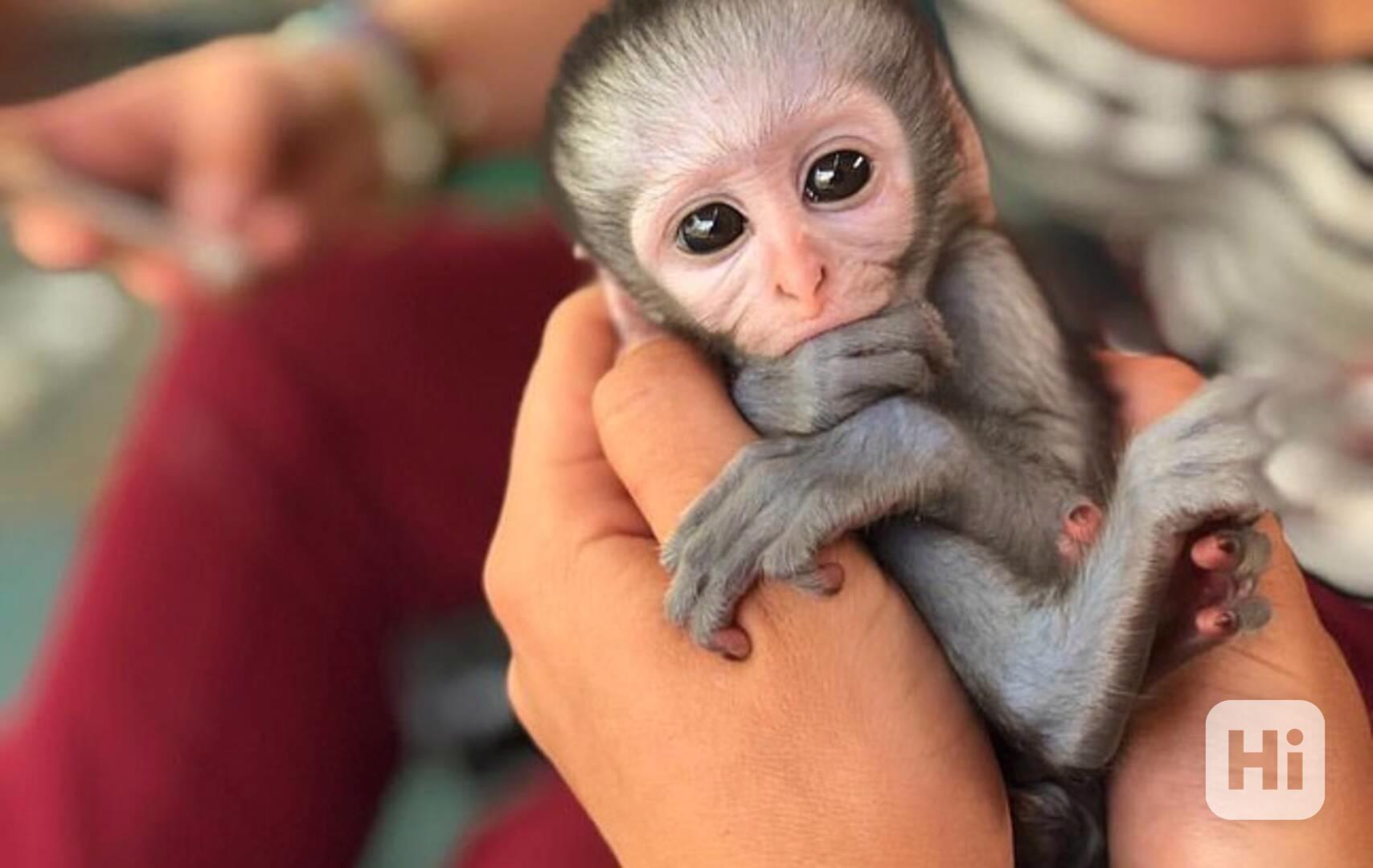 Lékařsky prověření kapucíni - foto 1