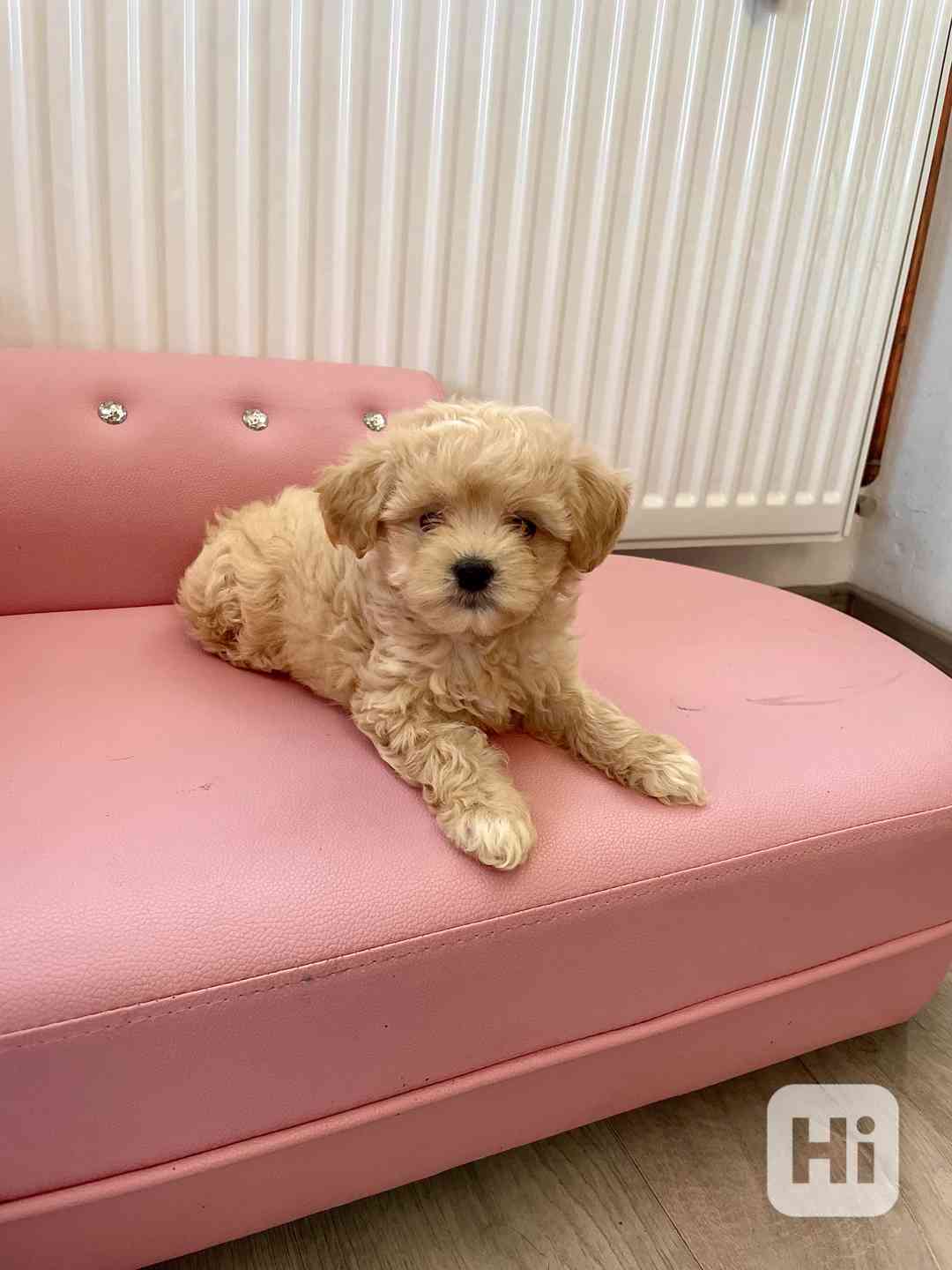 Maltipoo originál  - foto 1