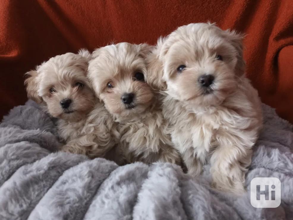 Maltipoo originál  - foto 1