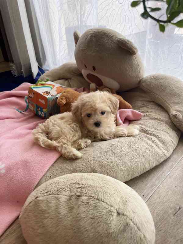 Maltipoo originál  - foto 3