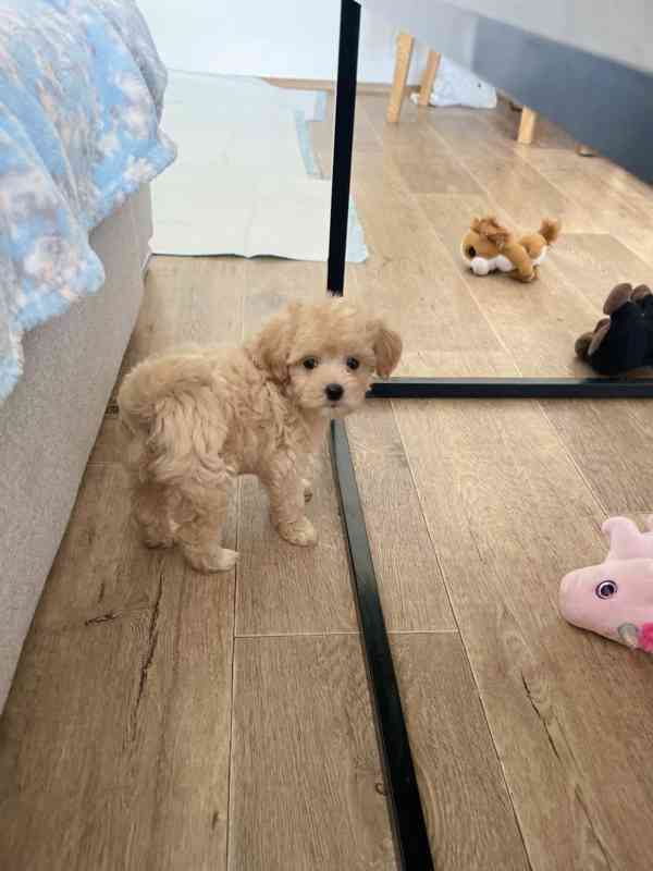 Maltipoo originál  - foto 2