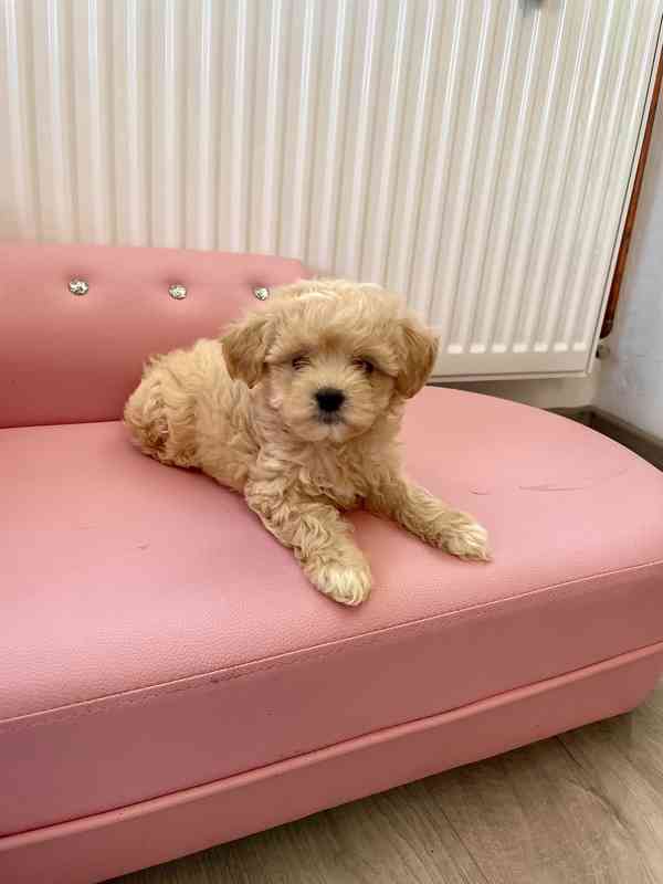 Maltipoo originál 