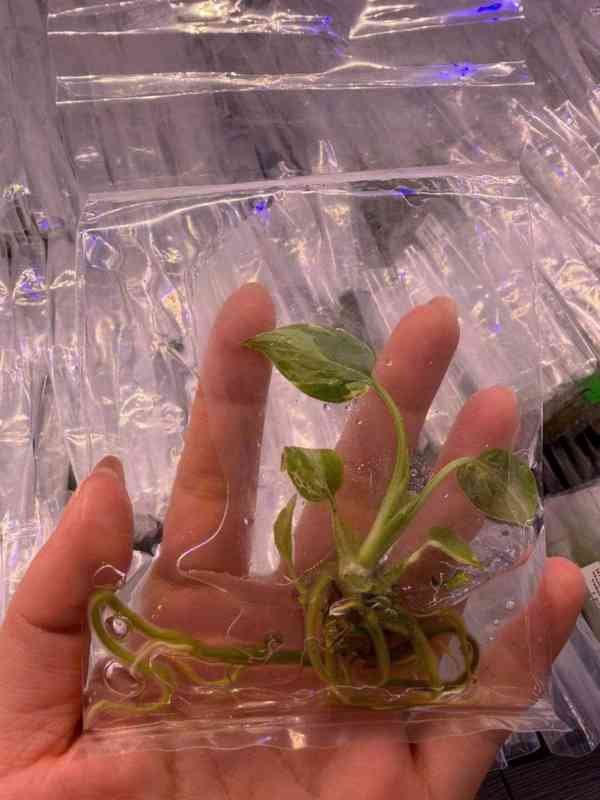 Pletivo monstera a alokázie Dobrý den - foto 4