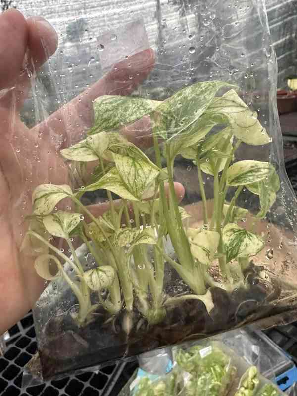 Pletivo monstera a alokázie Dobrý den - foto 2