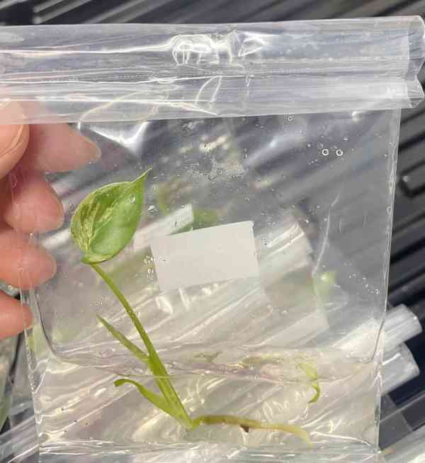 Pletivo monstera a alokázie Dobrý den - foto 3