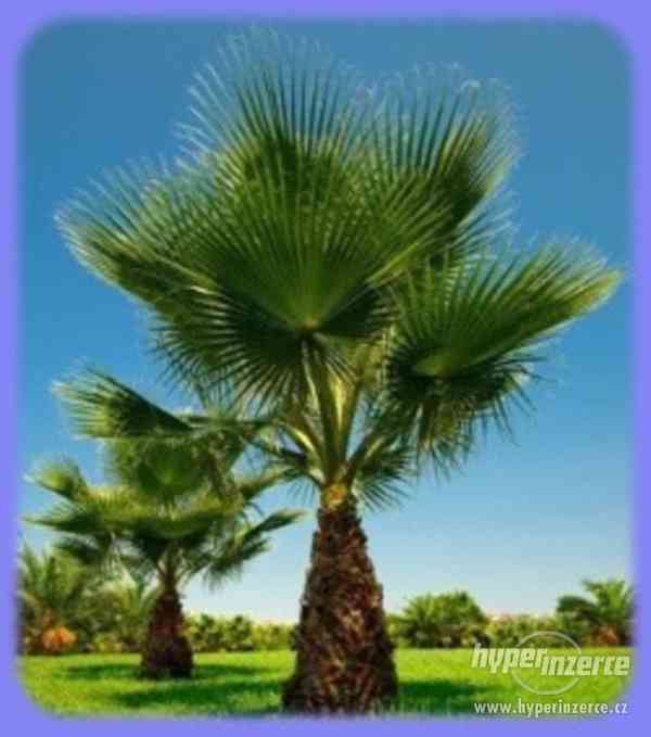 Palma Washingtonia filifera - naklíčená semena - foto 1