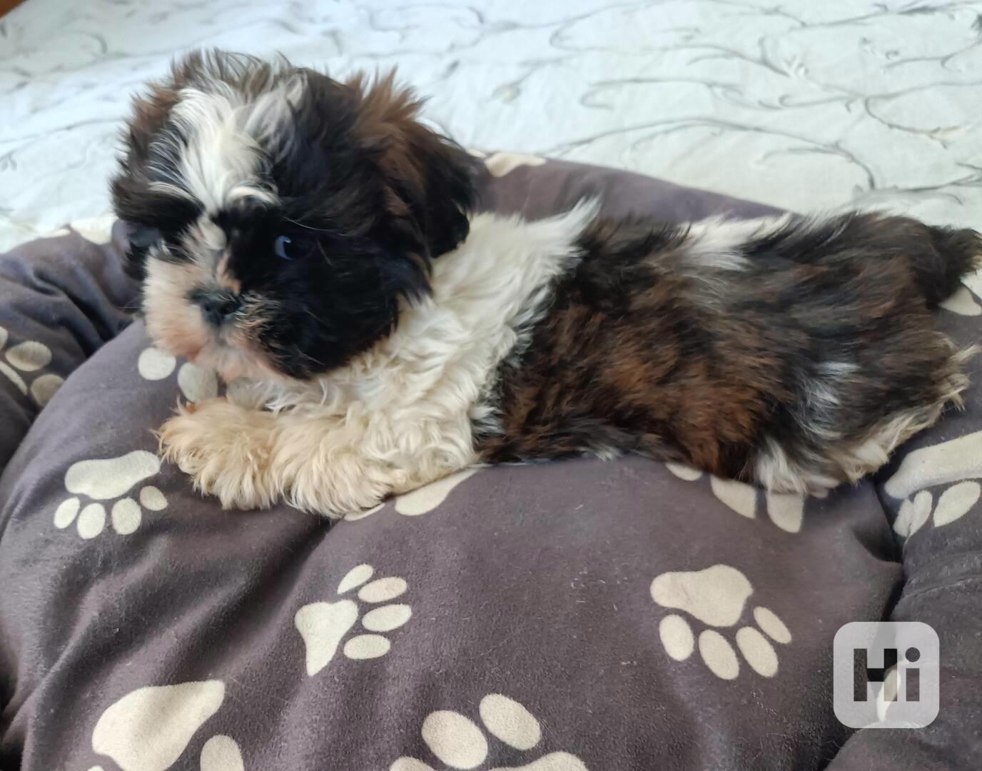 Shih-tzu - prodám štěňata bez pp - foto 1