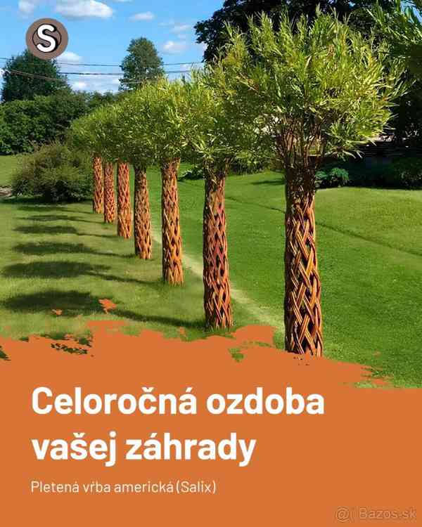 𝗧𝗢𝗣❗Pletená vrba SALIX, americká vrba ❗DOPRAVA ČESKO❗ - foto 5
