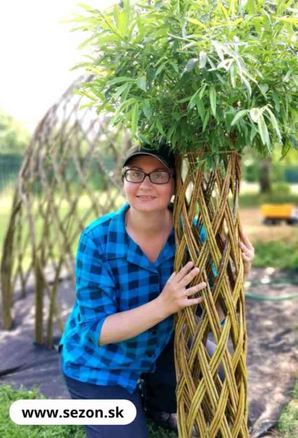 𝗧𝗢𝗣❗Pletená vrba SALIX, americká vrba ❗DOPRAVA ČESKO❗ - foto 4