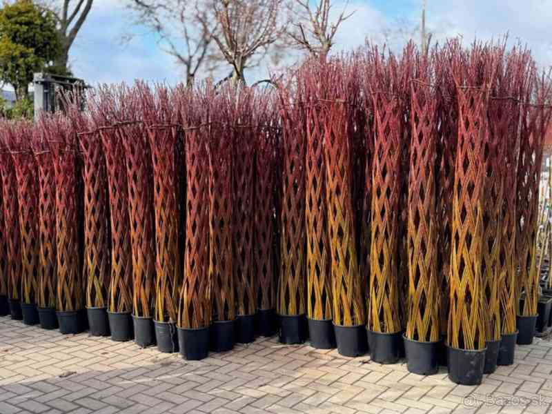 𝗧𝗢𝗣❗Pletená vrba SALIX, americká vrba ❗DOPRAVA ČESKO❗ - foto 13