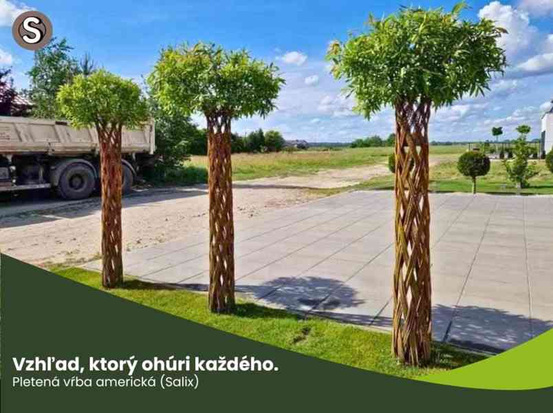 𝗧𝗢𝗣❗Pletená vrba SALIX, americká vrba ❗DOPRAVA ČESKO❗ - foto 12