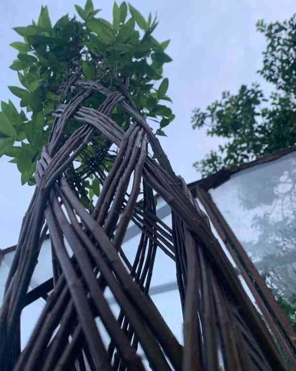 𝗧𝗢𝗣❗Pletená vrba SALIX, americká vrba ❗DOPRAVA ČESKO❗ - foto 16