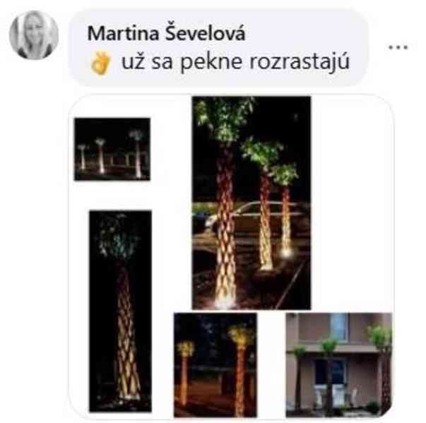 𝗧𝗢𝗣❗Pletená vrba SALIX, americká vrba ❗DOPRAVA ČESKO❗ - foto 8