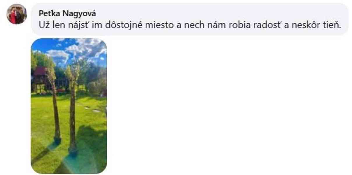 𝗧𝗢𝗣❗Pletená vrba SALIX, americká vrba ❗DOPRAVA ČESKO❗ - foto 10