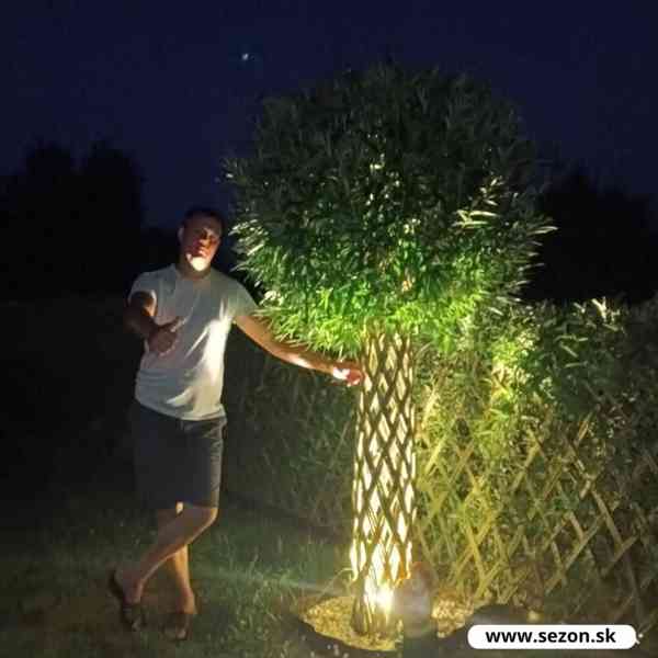 𝗧𝗢𝗣❗Pletená vrba SALIX, americká vrba ❗DOPRAVA ČESKO❗ - foto 6