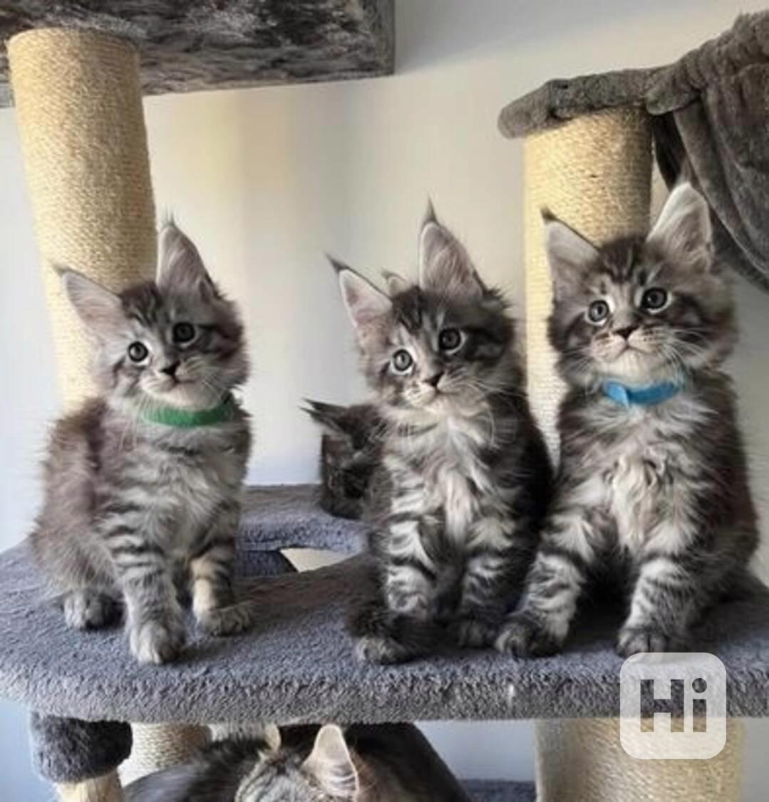 Roztomilá koťátka Maine Coon jsou připravena - foto 1