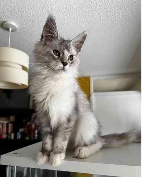Roztomilá koťátka Maine Coon jsou připravena - foto 2