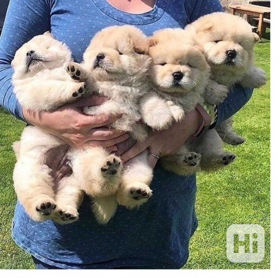 štěňátka čau čau k adopci - foto 1