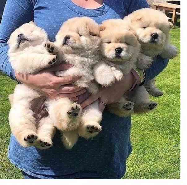 štěňátka čau čau k adopci - foto 1