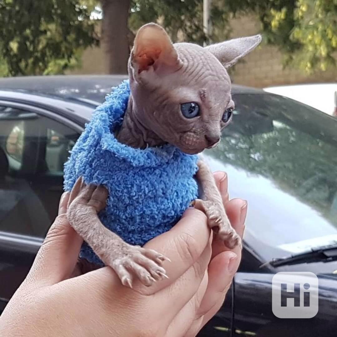 SPHYNX KITTEN - foto 1