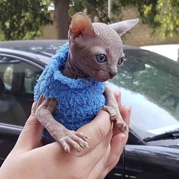 SPHYNX KITTEN