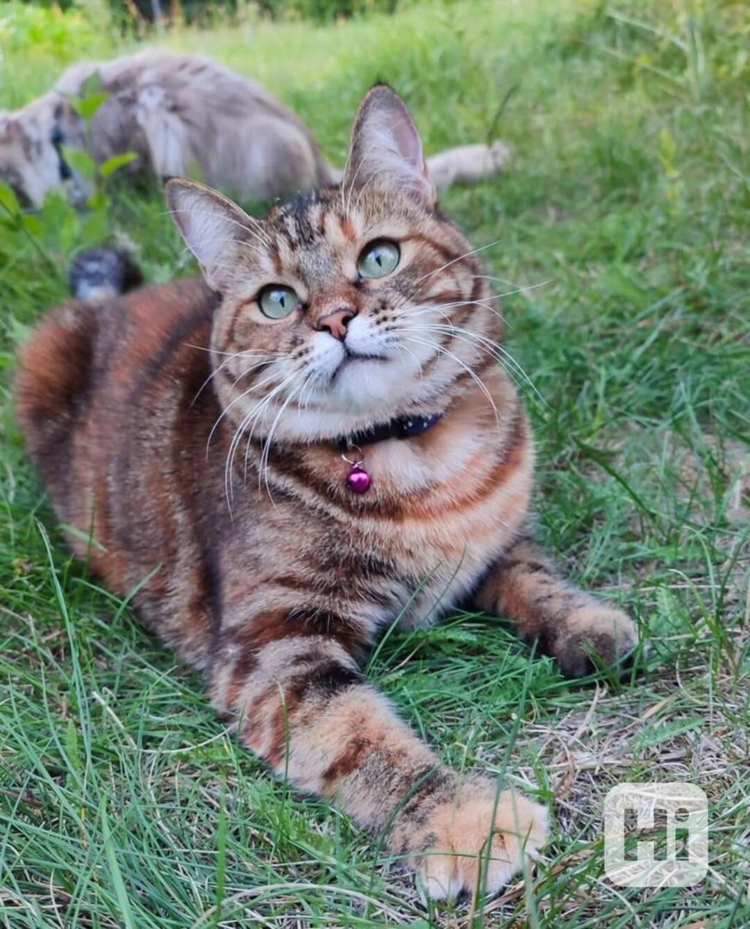 Tato koťata amerického bobtaila světové úrovně - foto 1