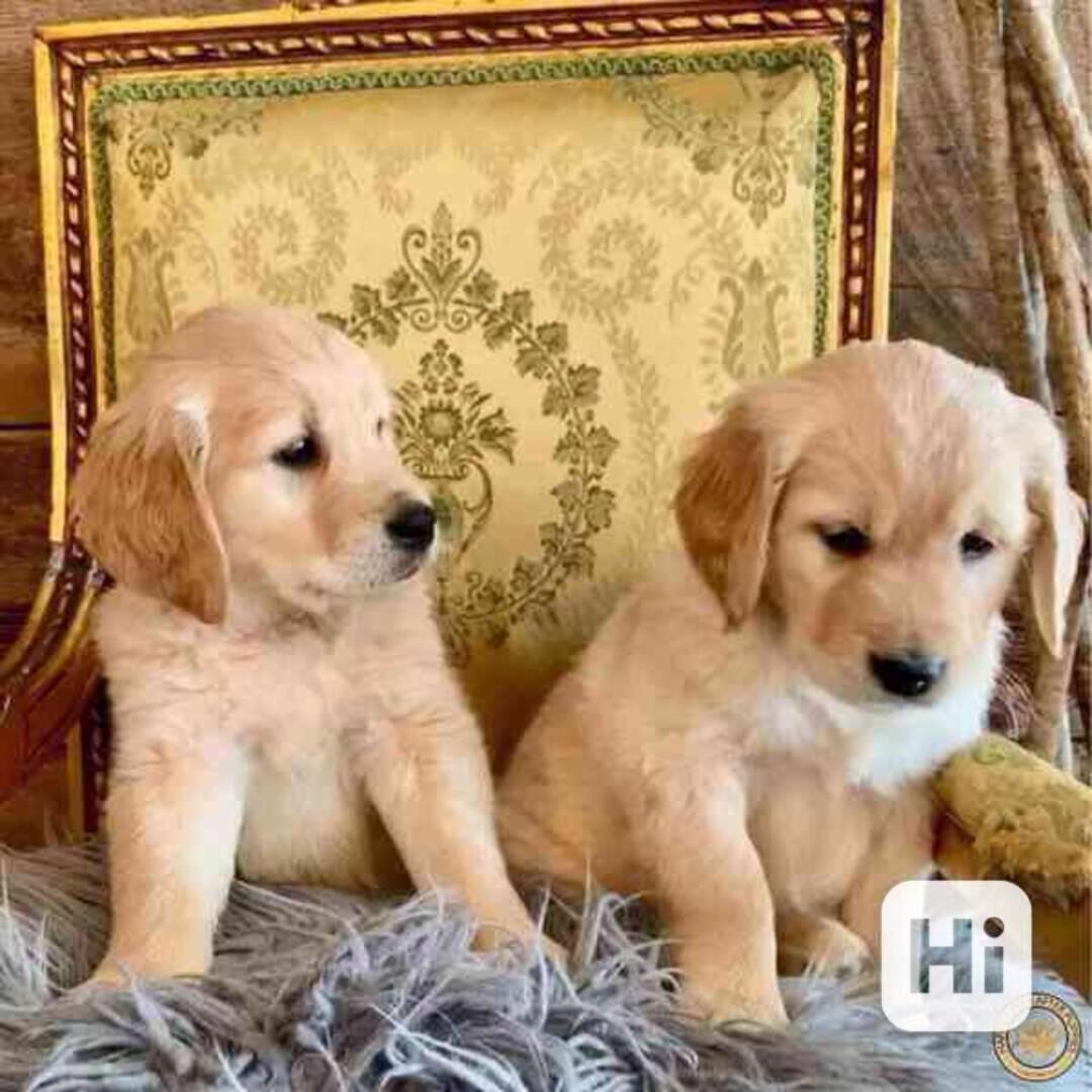 Štěňata zlatého retrívra k adopci - foto 1