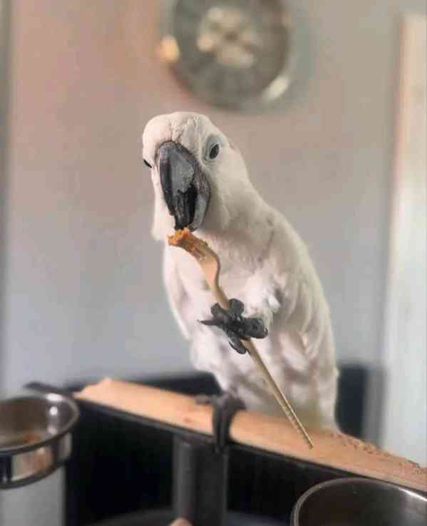 Rozkošní papoušci kakadu hledají nový domov - foto 6