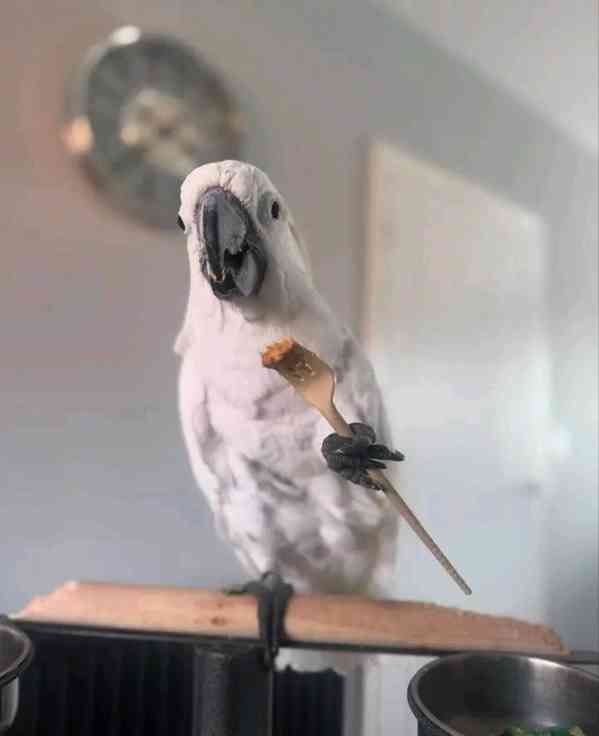 Rozkošní papoušci kakadu hledají nový domov - foto 10