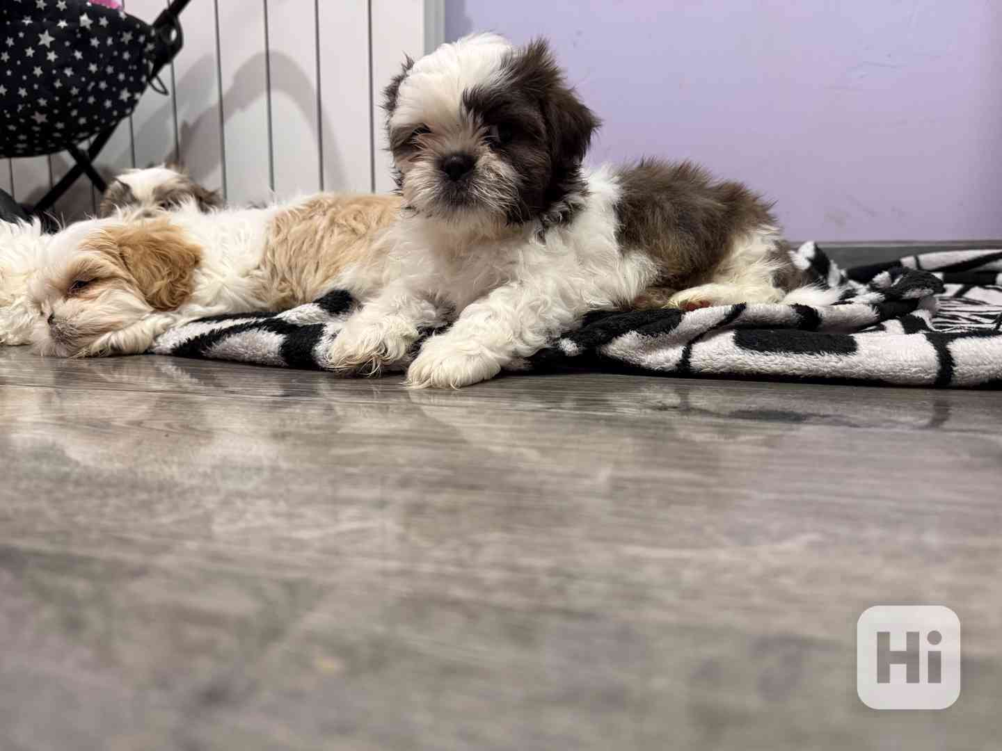 Shih-tzu s PP, Shi tzu, Shih tzu si tzu - foto 1