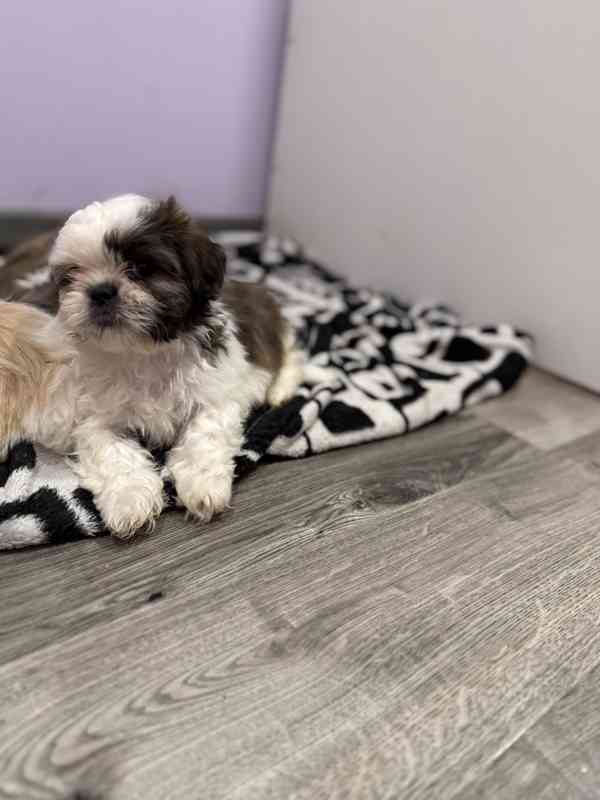 Shih-tzu s PP, Shi tzu, Shih tzu si tzu - foto 2