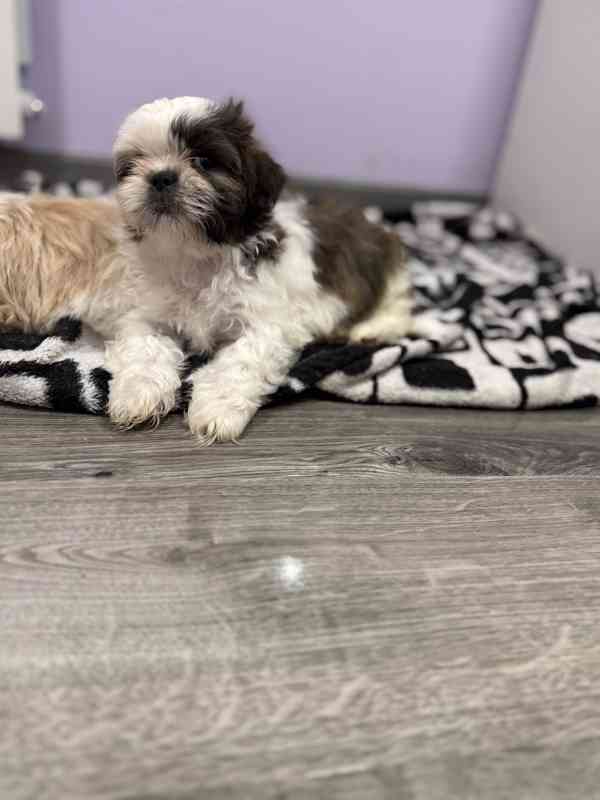 Shih-tzu s PP, Shi tzu, Shih tzu si tzu - foto 4