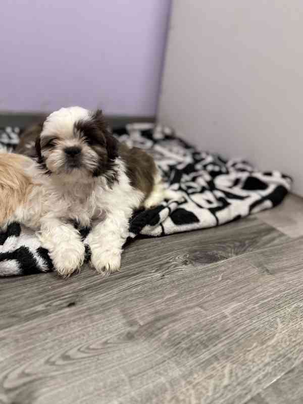 Shih-tzu s PP, Shi tzu, Shih tzu si tzu - foto 5