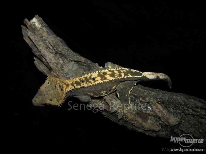 Correlophus ciliatus - Pagekon řasnatý - foto 2