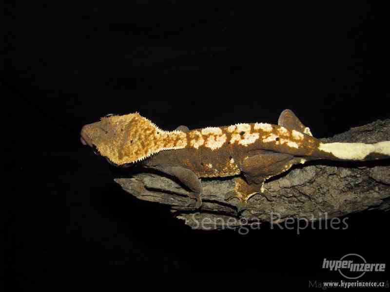 Correlophus ciliatus - Pagekon řasnatý - foto 3