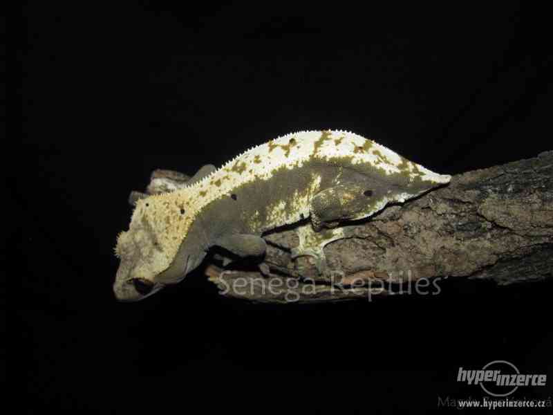 Correlophus ciliatus - Pagekon řasnatý - foto 4