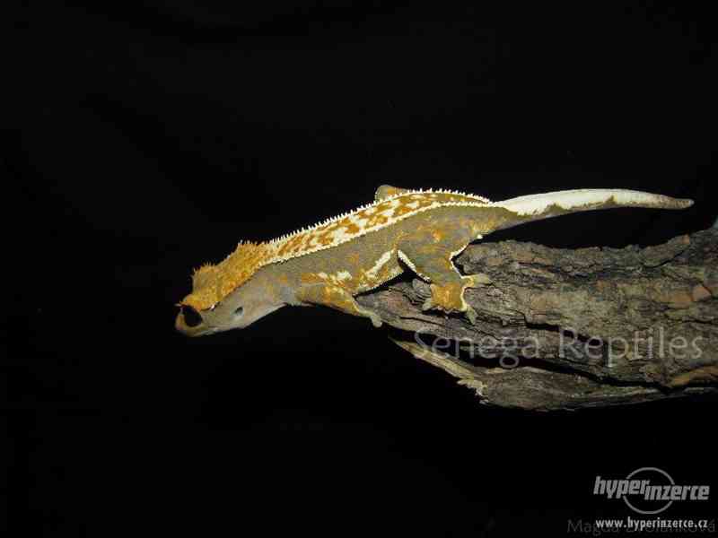 Correlophus ciliatus - Pagekon řasnatý - foto 5