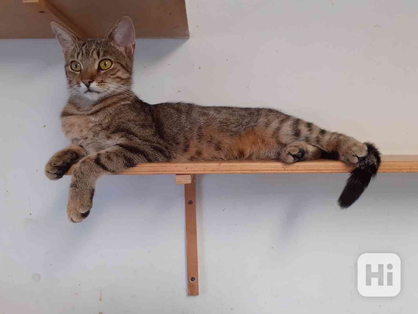 Hodná, hravá, čilá 11měsíční mourinka Linda hledá domov - foto 1