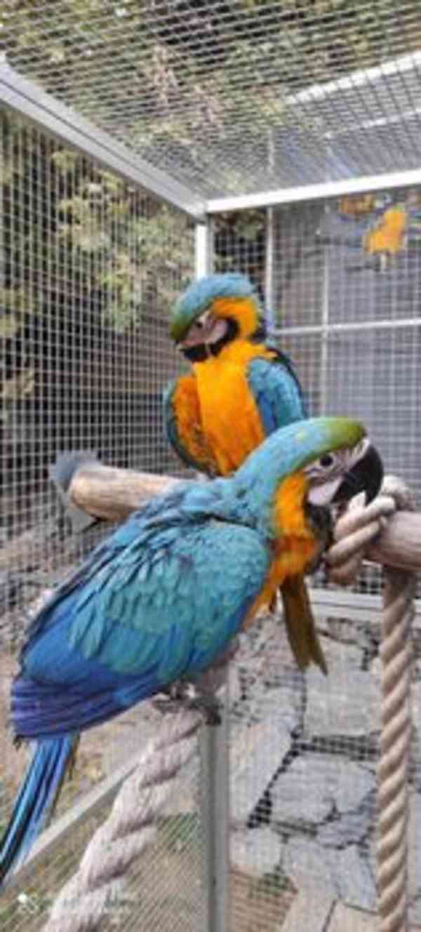 ARA ARARAUNA - foto 5