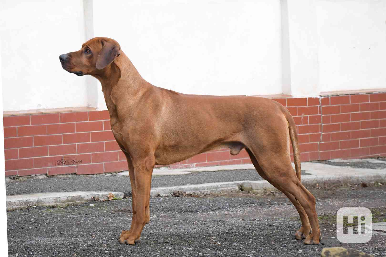Rhodéský Ridgeback - vymazlená štěňátka s PP - bazar - Hyperinzerce.cz