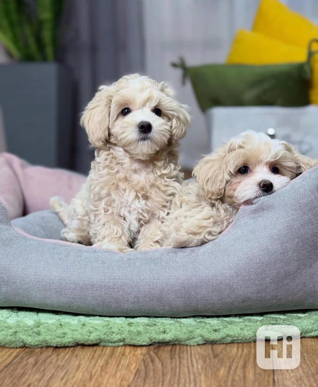 Štěňata maltipoo k adopci.  - foto 1