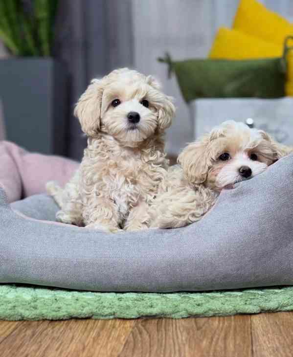 Štěňata maltipoo k adopci.  - foto 1