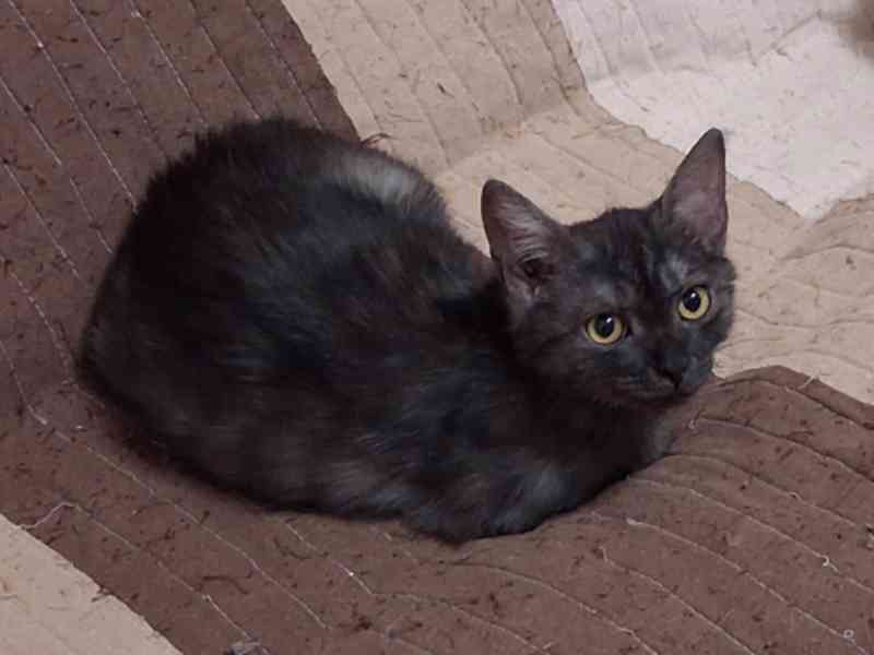 Cassie je asi 4,5 měsíce staré kotě. - foto 3